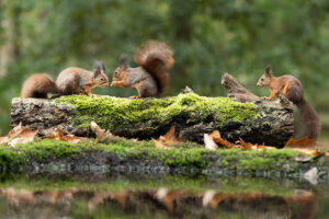 Tiere im Wald: Eichhörnchen