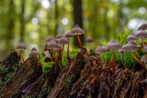 Bäume kommunizieren über ein unterirdisches Pliznetzwerk "Wood Wide Web"