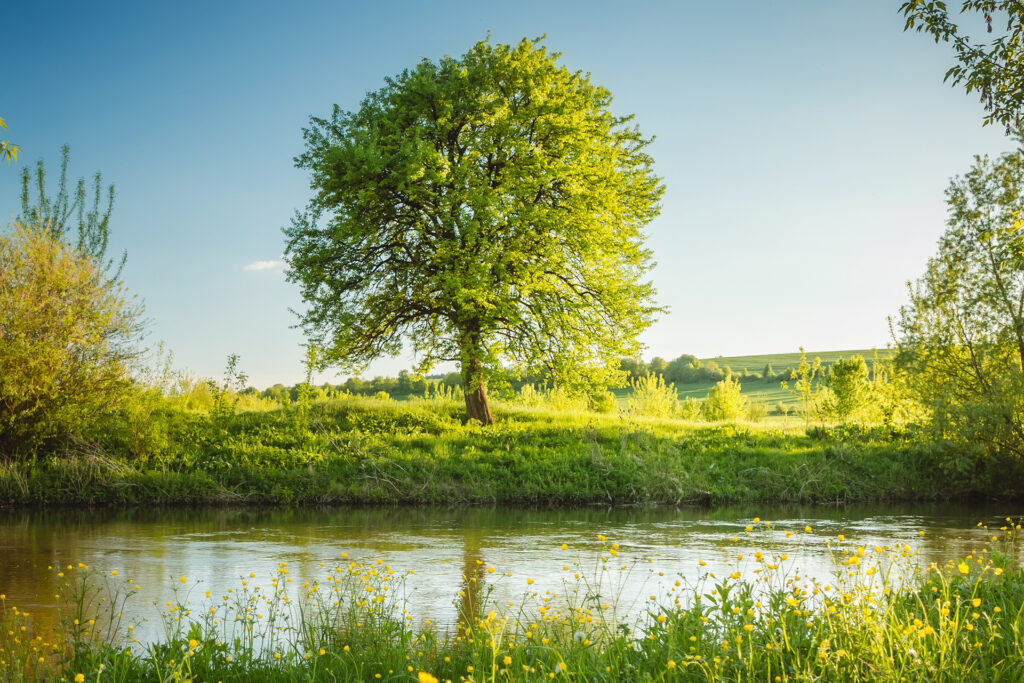 Ein Baum produziert Sauerstoff für 10 Menschen