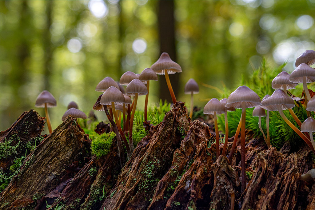 Bäume kommunizieren über ein unterirdisches Pliznetzwerk "Wood Wide Web"